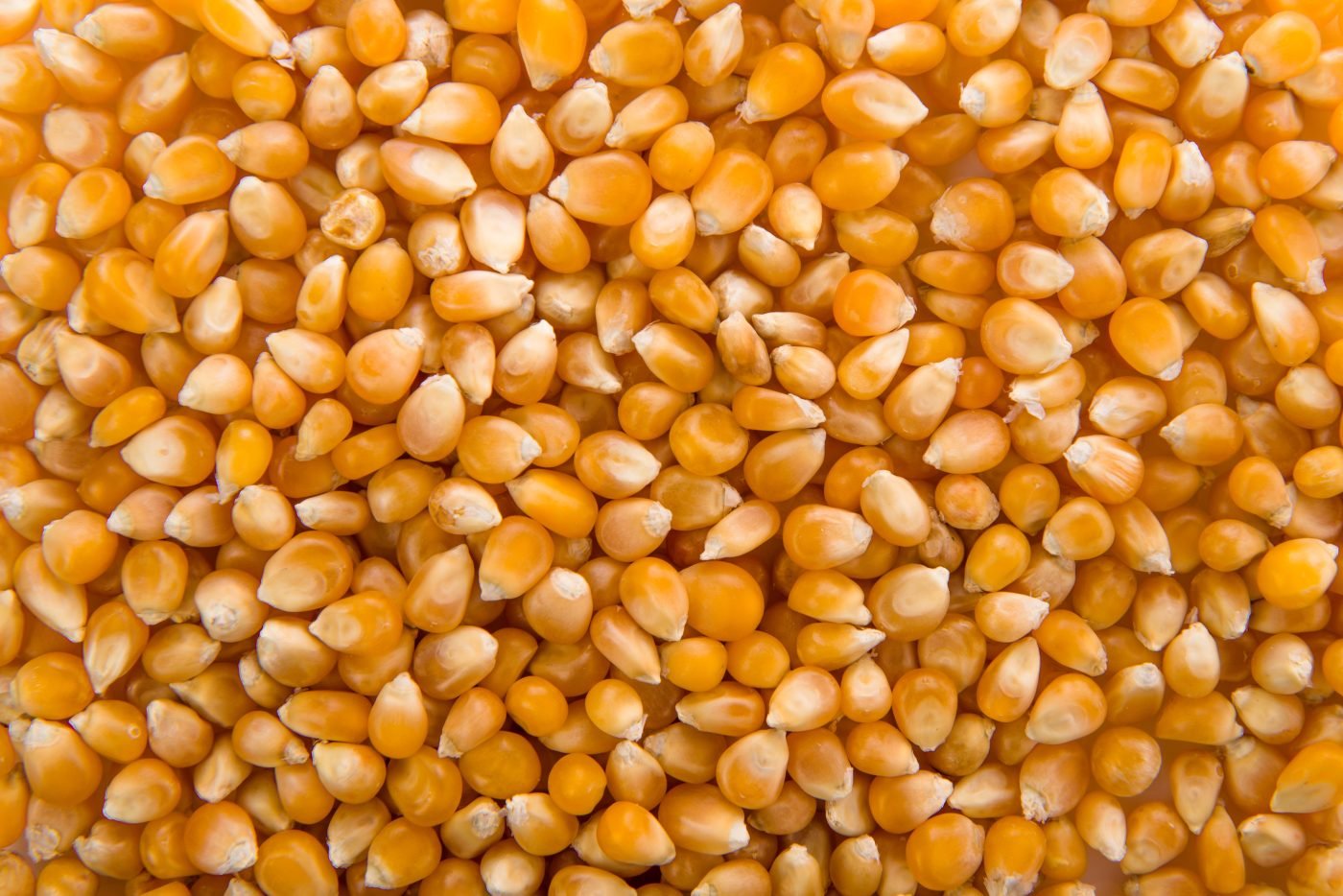 Corn (Maize)