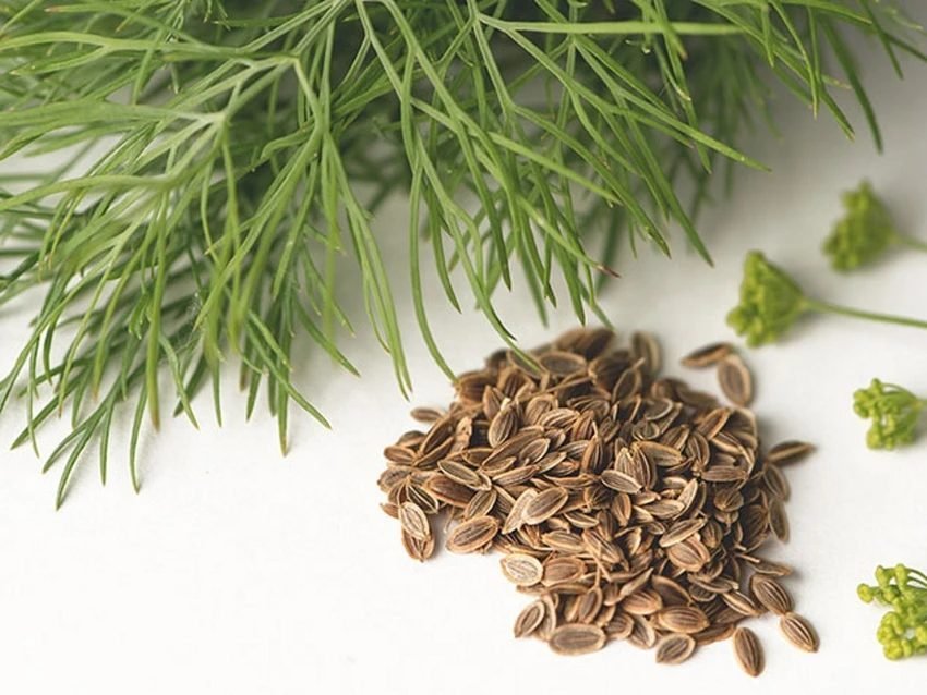 Dill