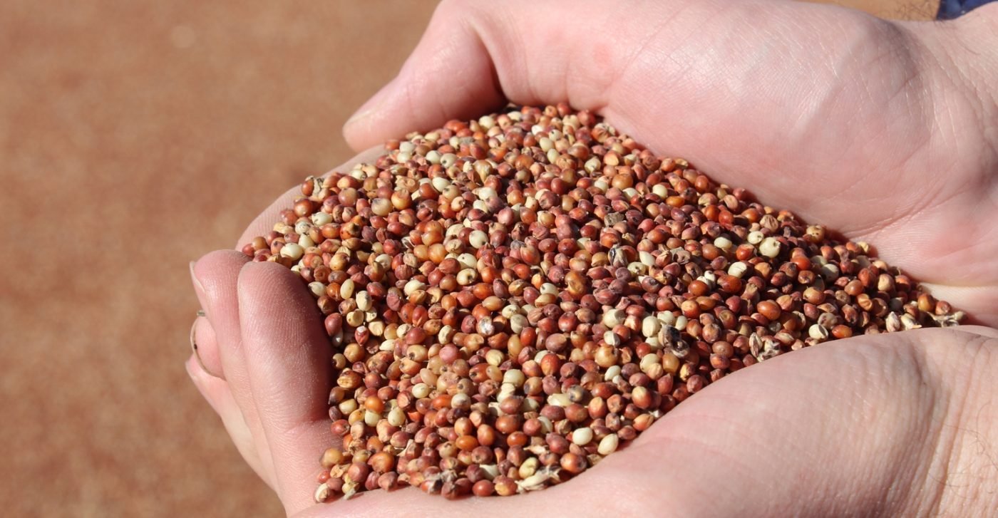 Sorghum