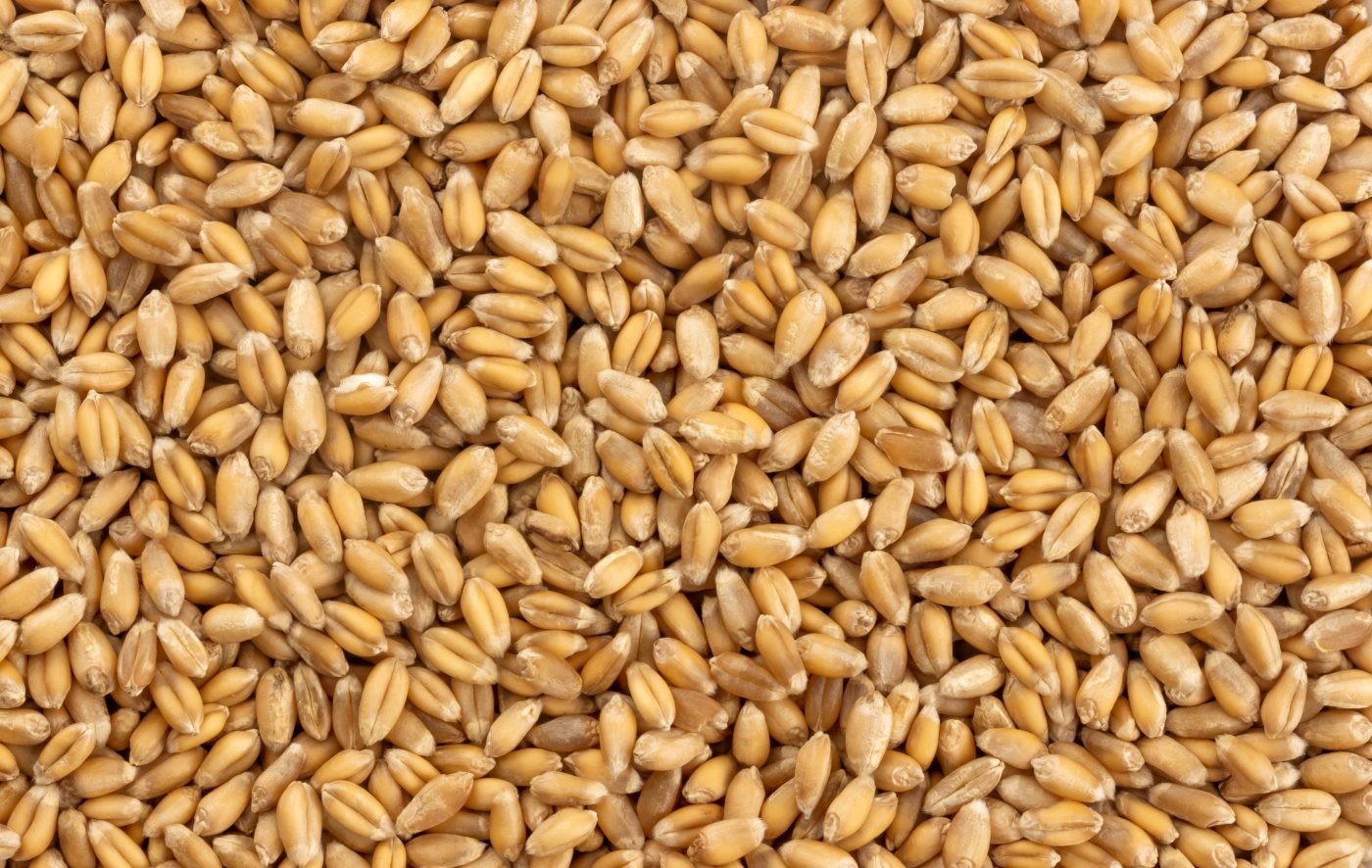 Wheat